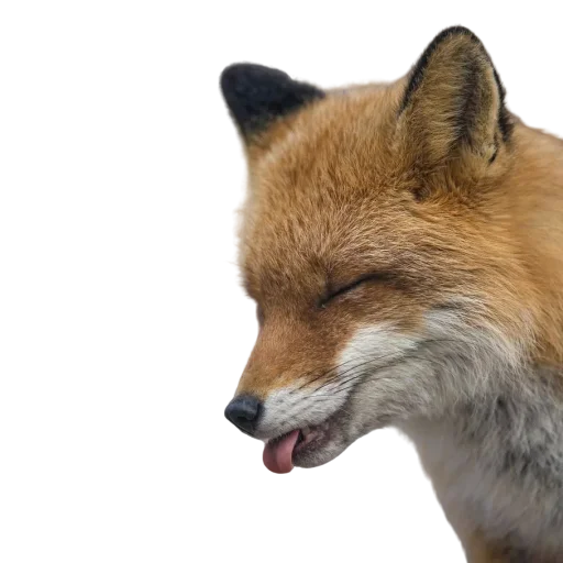 animal mammal fox
