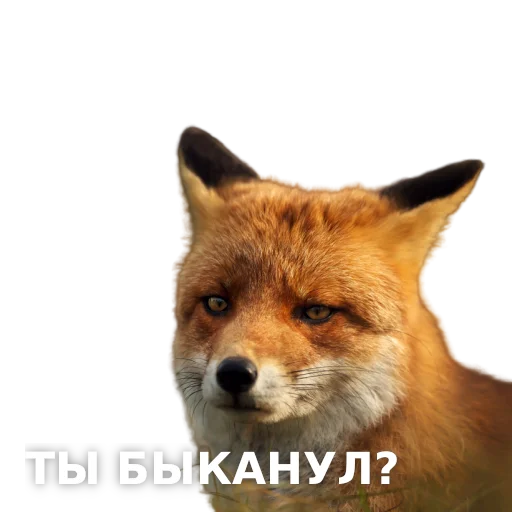 animal mammal fox
