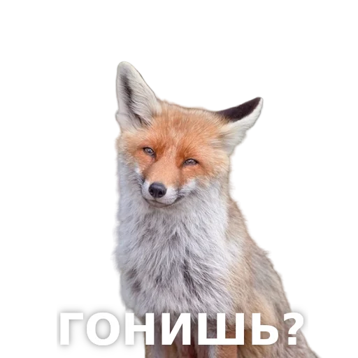 animal mammal fox