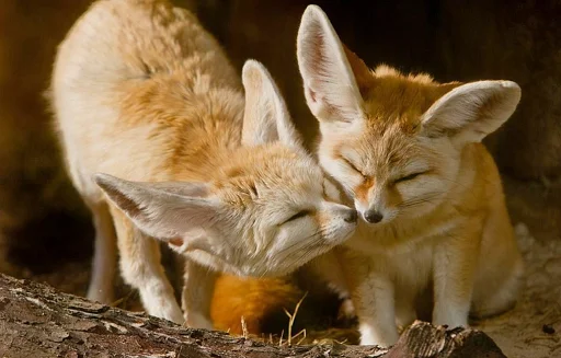 животное млекопитающее лиса