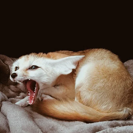 животное млекопитающее прокладка