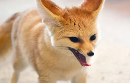 животное млекопитающее лиса