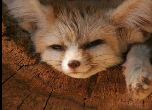 животное млекопитающее лиса