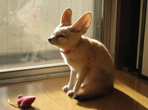 млекопитающее животное домашнее животное