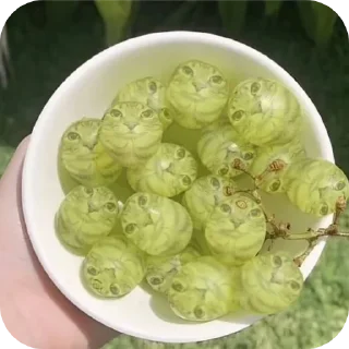 Sticker Vsyacheskoe - 2