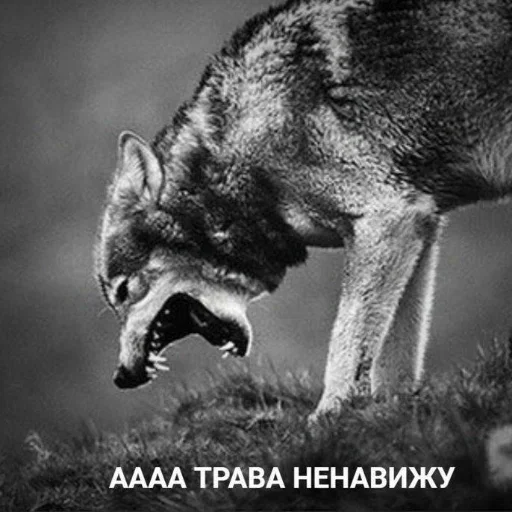 Sticker VwMAKOSMa_by_stickers_stealer_bot - 1