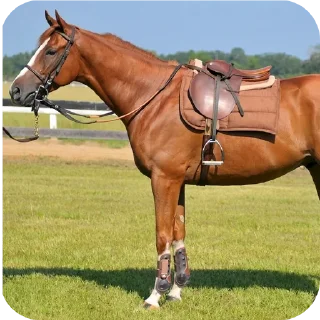 Стикер Выеби себя - 1