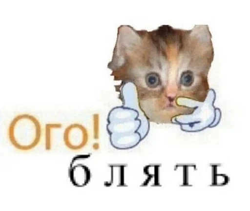 СМС кошка домашняя кошка
