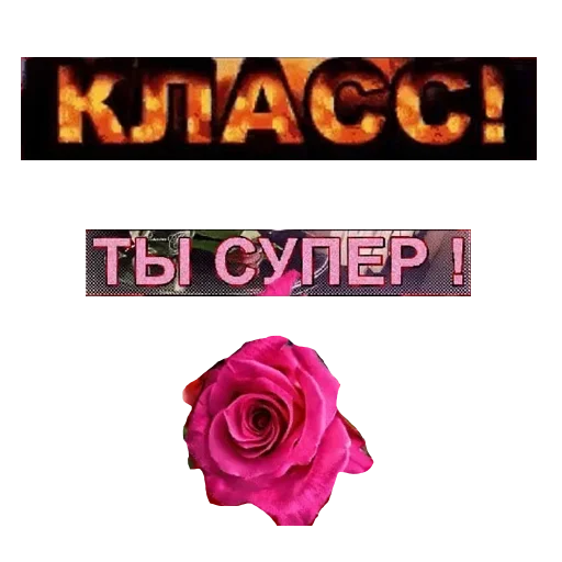 СМС цветок роза
