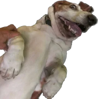 Стикер виня от слова win - 8