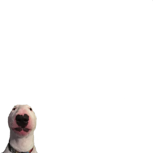 животное собака млекопитающее