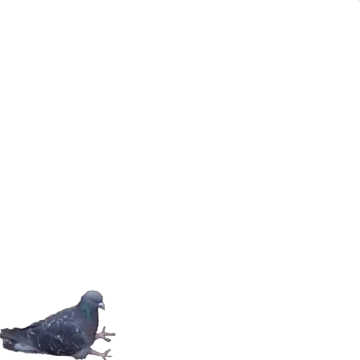 животное голубь птица