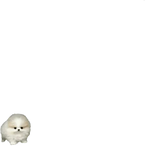 череп чёрный кость