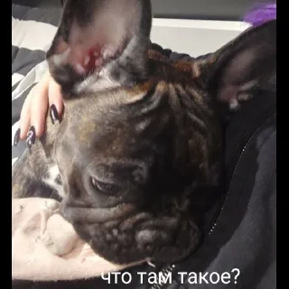 Стикер Grubrusya  @stikersvtg - 3