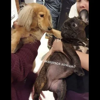 Стикер Grubrusya  @stikersvtg - 11