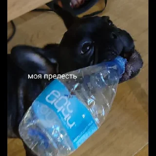 Стикер Grubrusya  @stikersvtg - 8