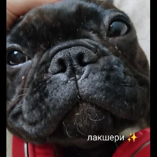 Стикер Grubrusya  @stikersvtg - 1