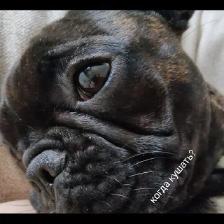 Стикер Grubrusya  @stikersvtg - 10