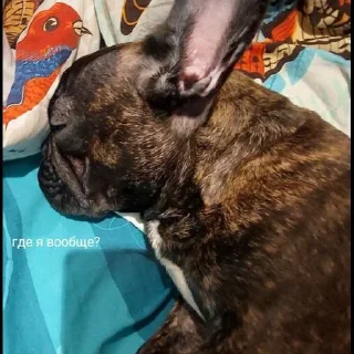 Стикер Grubrusya  @stikersvtg - 7