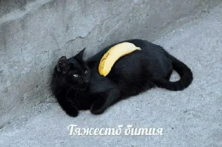 Sticker безногий пак - 8