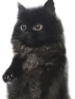 Sticker безногий пак - 1