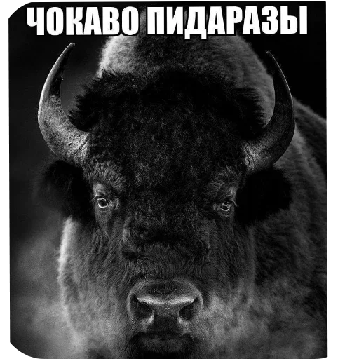 Sticker WNxwnnl_by_achestickbot - 1