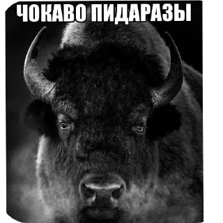 Sticker Больше стиков тут: @stikery4 - 11