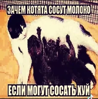 Sticker Пак создан в @moyi_stikery_bot - 5