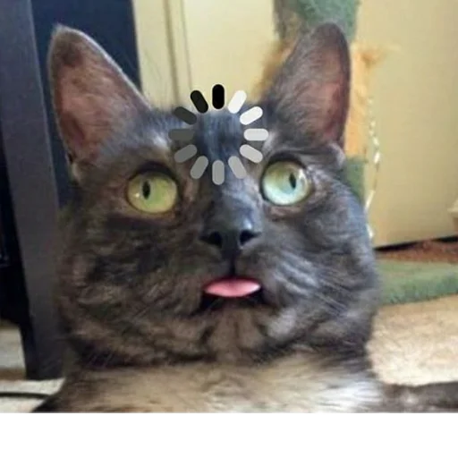 animal mammal domestic cat