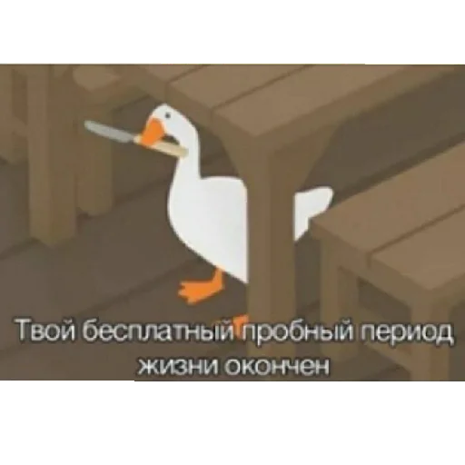 aquatic bird animal bird