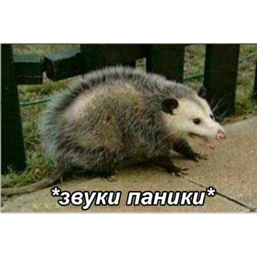 mammal animal outdoor