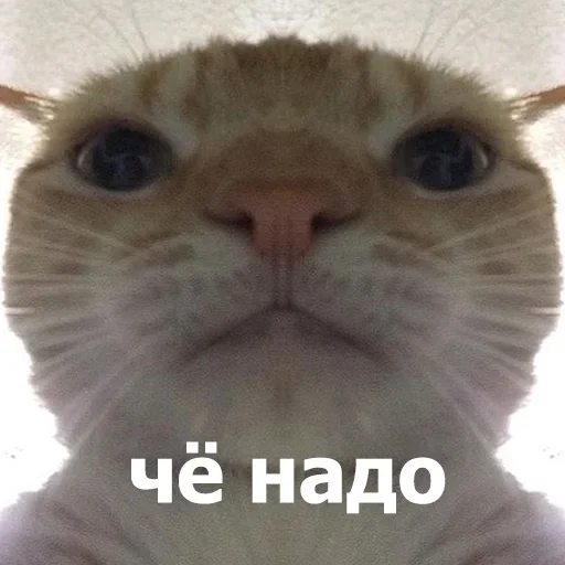 Sticker WULELYWBKY_by_sticker_v_bot - 1