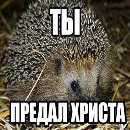 Больше стикеров 👉🏻 @stickertg4 - 