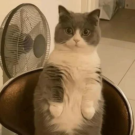 animal indoor small to medium-sized cats