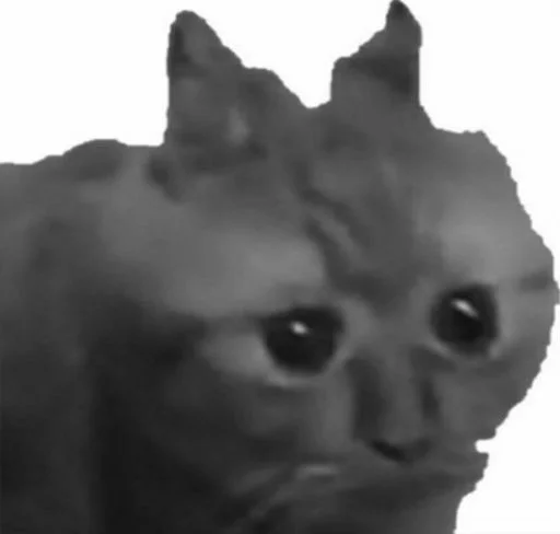 животное кошка домашняя кошка