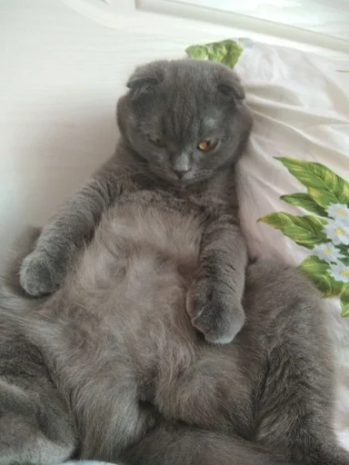 animal mammal small to medium-sized cats