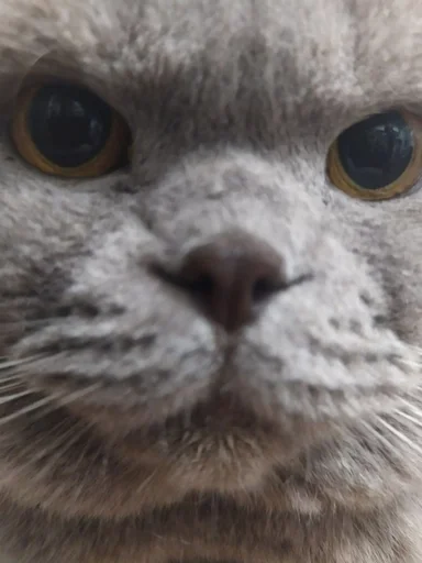 animal mammal whiskers