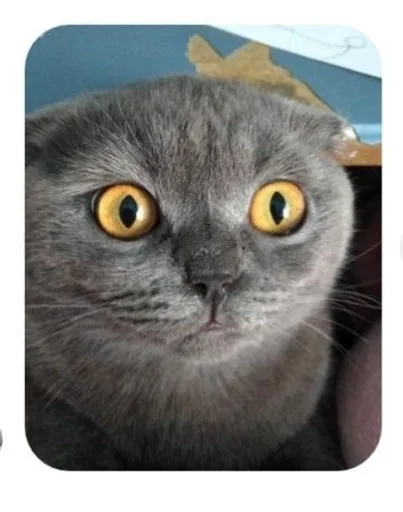 animal small to medium-sized cats domestic cat