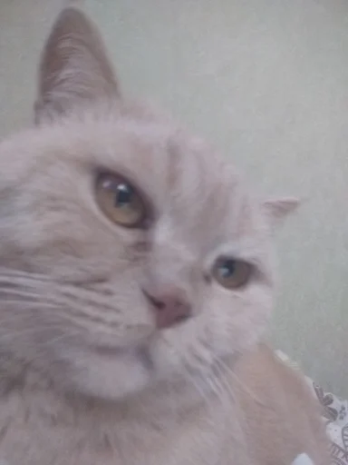 WakenScaffAnnoy :: @fStikBot - животное