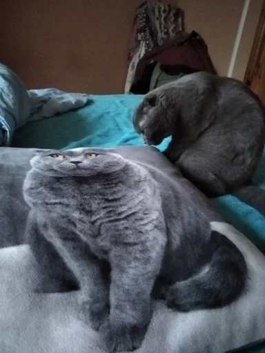 indoor animal mammal