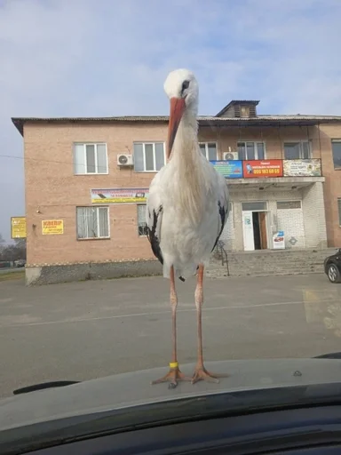 bird aquatic bird animal