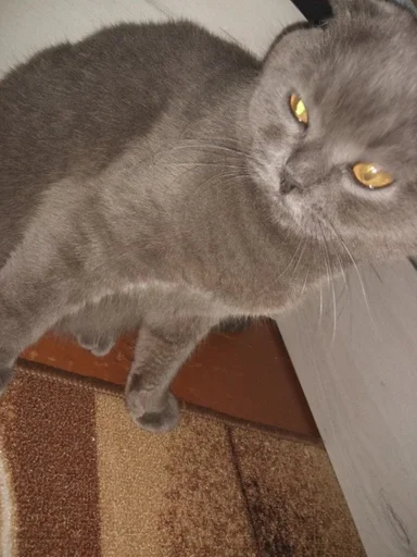 cat domestic cat animal