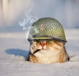 Стикер War cat - 5