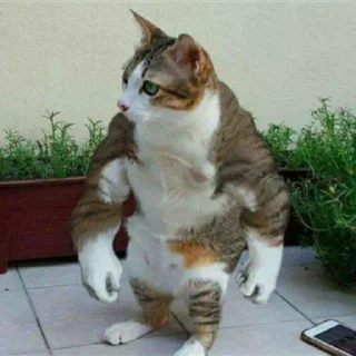 Стикер War cat - 2