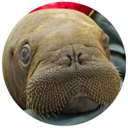 Стикер Warluses - 1