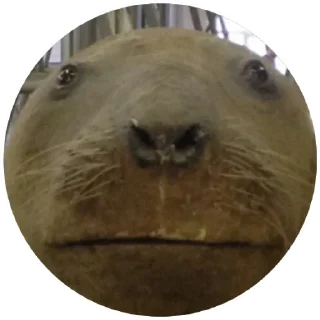 Sticker Моржи(@alp_stickers) - 11