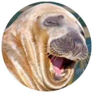 Sticker Моржи(@alp_stickers) - 8