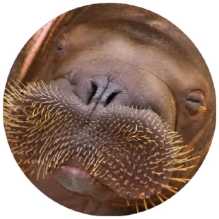 Sticker Моржи(@alp_stickers) - 5