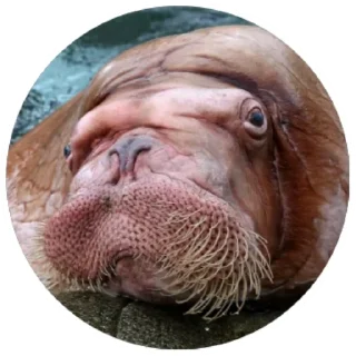 Sticker Моржи(@alp_stickers) - 7