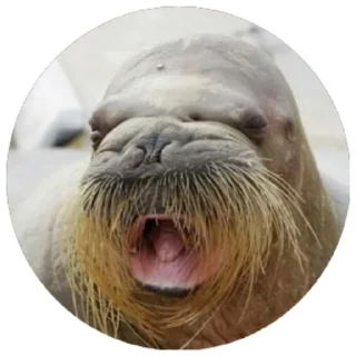 Sticker Моржи(@alp_stickers) - 10